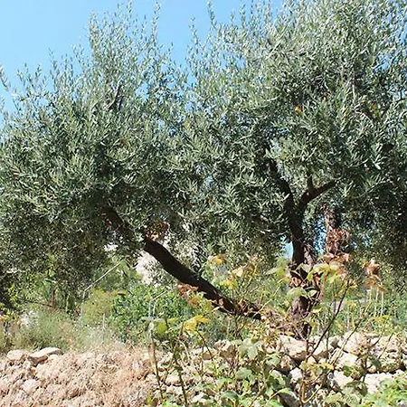 Hodak